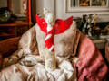 Figurka Anioła Celine - czerwony -  35 x 18 cm figurka dekoracyjna